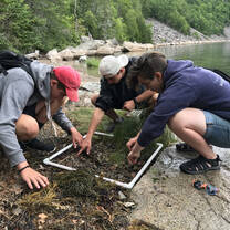 Quadrat sampling