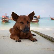 Dog and Cat Rescue in Thailand