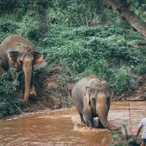 Elephants 