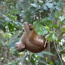 A released monkey plays in the trees 