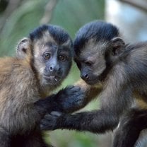 Two baby monkeys playing