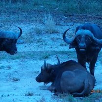 Buffalo