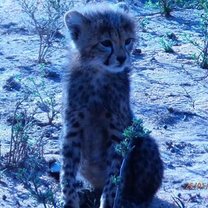 Cheetah Cub