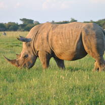 Volunteer in South Africa