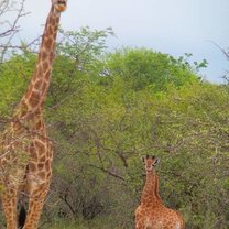 Baby Giraffe with Mum