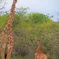 Baby Giraffe with Mum