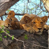 Lioness 