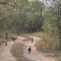 Cheetah mum (Kwezi) with Cubs