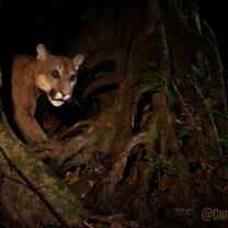 Volunteer in Peru