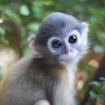 Wildlife Rescue in Thailand