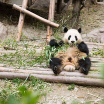 Panda china conservation
