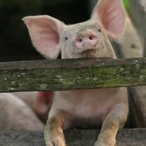 Pig