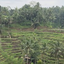 Rice Terrace