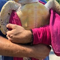 Turtle release