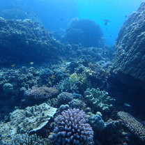 scuba diving on the great barrier reef