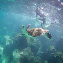 Turtles in the Galapagos