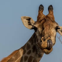 Giraffe