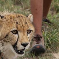 Cheetah enrichment, Namibia - Worldwide Experience 