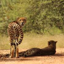 Cheetah