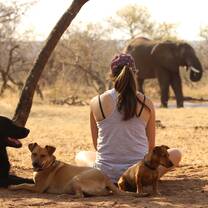 Dogs and Elephant