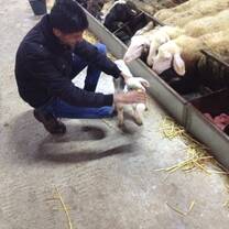 working with sheep in maan permaculture center in Palestine