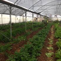 Inside greenhouse at Maan Permaculture Center