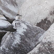 bridled terns