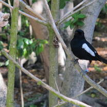Seychelles Magpie-Robin