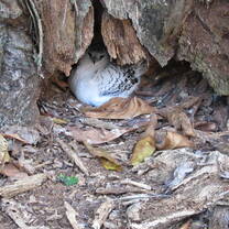 White-tailed tropicbird chick