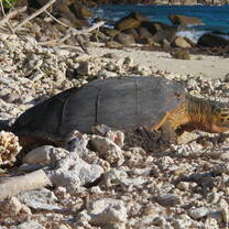Hawksbill turtle