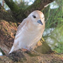 White tern chick