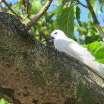 White tern adult