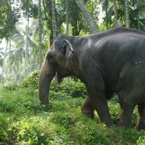 the Elephant Freedom project Sri Lanka