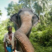 the Elephant Freedom project Sri Lanka