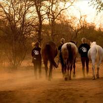 Walking Horses