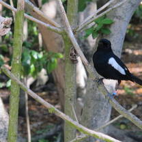 Seychelles Magpie-Robin