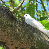 White tern adult