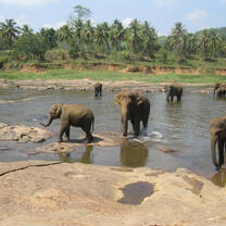 Elephants at Pinnawela Elephant Orphanage