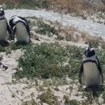 boulders beach