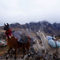 Llamas Trekking