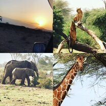 Safari 