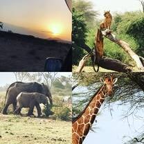 Safari 