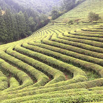 TEFL students visit tea fields of Boesong, South Korea. 