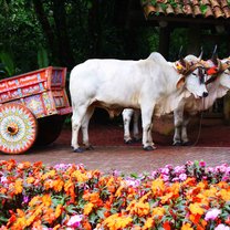 Oxen pulling cart