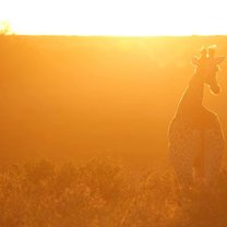 Safari Giraffe Sunset