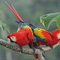 Scarlet Macaws in Tree