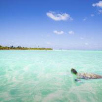 Volunteer work in Mexico with turtles
