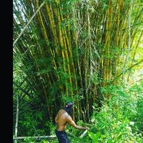 working with the bamboo on the farm