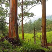 rainbow eucalyptus on the farm