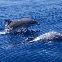 Bottlenose dolphins